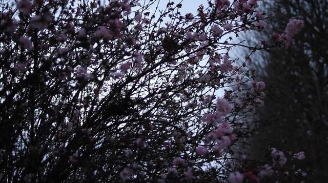 也許是因為美的決心_It May Be That Beauty Has Strengthened Our Resolve - Masao Adachi_電影劇照