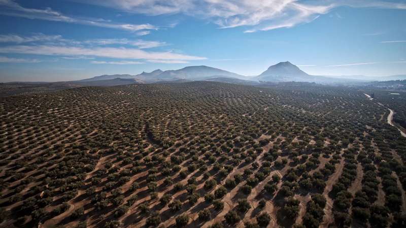 純淬:橄欖油的原鄉_Virgin & Extra: The Land of the Olive Oil_電影劇照