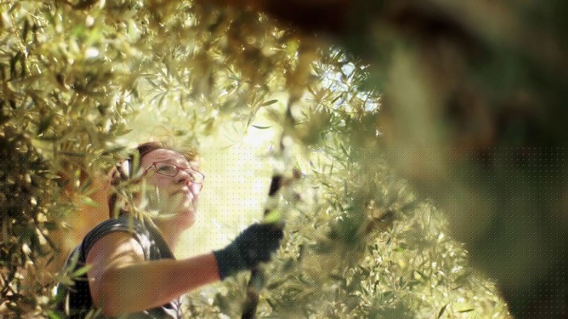 純淬:橄欖油的原鄉_Virgin & Extra: The Land of the Olive Oil_電影劇照
