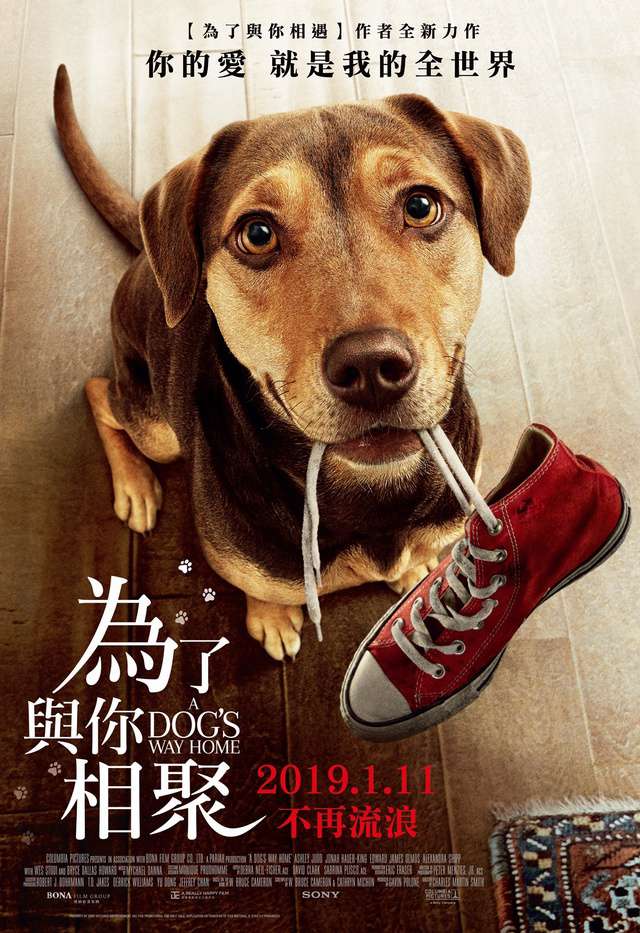 為了與你相聚_A Dog's  Way Home_電影海報